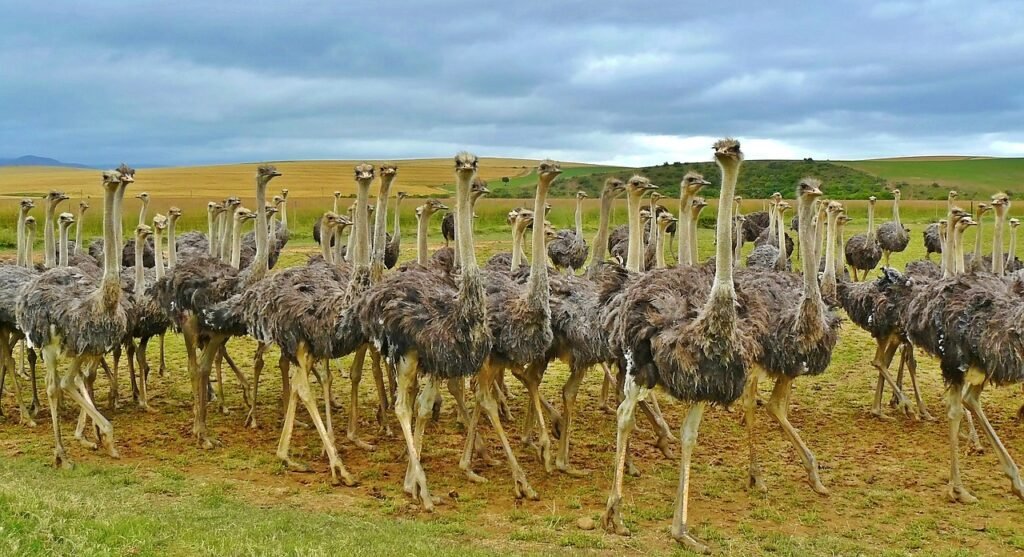 ostriches, birds, ostrich, animal, africa, nature, wildlife, african ostrich, feathers, south africa, ratite, herd, group, look, together, watch, community, ostrich farm, pasture, ostrich, ostrich, ostrich, ostrich, ostrich